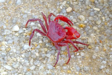 Red land crab (Phricotelphusa limula) One of world most beautiful fresh water crabs, native only in Phuket island, Thailand. Also known as Fire-Red crabs or waterfalls crab. Very rare