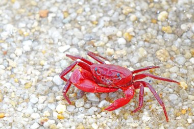 Red land crab (Phricotelphusa limula) One of world most beautiful fresh water crabs, native only in Phuket island, Thailand. Also known as Fire-Red crabs or waterfalls crab. Very rare