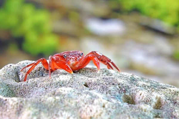 Krab Červený Phricotelphusa Limula Jeden Nejkrásnějších Krabů Sladkovodních Původem Pouze — Stock fotografie