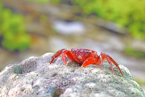 Krab Červený Phricotelphusa Limula Jeden Nejkrásnějších Krabů Sladkovodních Původem Pouze — Stock fotografie