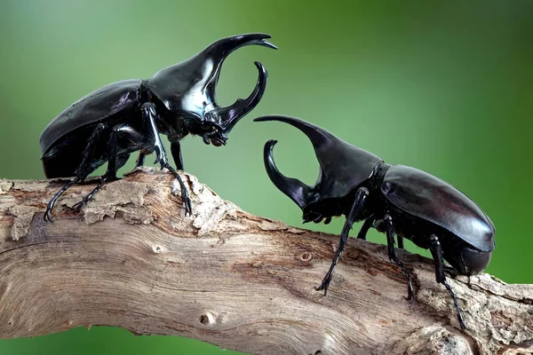 暹罗犀牛甲虫 Siamese Rhinoceros Beetle Xylotrupes Gideon 或战斗甲虫 Fighting Beetle 令人敬畏的宠物的新趋势 — 图库照片