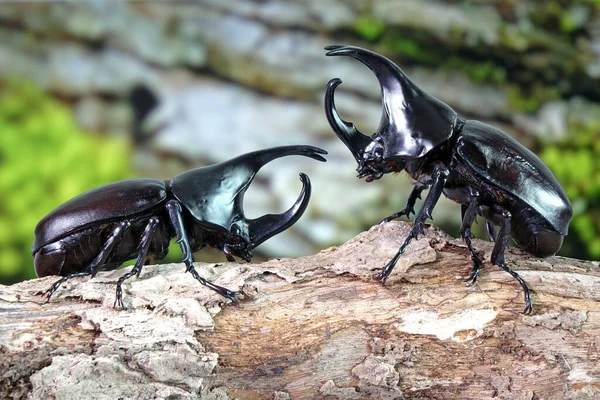 暹罗犀牛甲虫 Siamese Rhinoceros Beetle Xylotrupes Gideon 或战斗甲虫 Fighting Beetle 令人敬畏的宠物的新趋势 — 图库照片
