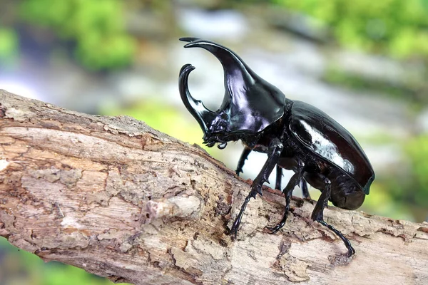 Sziámi Orrszarvú Bogár Xylotrupes Gideon Vagy Harci Bogár Különösen Ismert — Stock Fotó