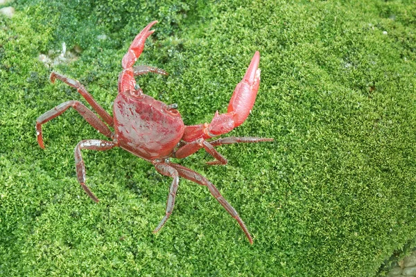 Phricotelphusa Limula 是世界上最美丽的淡水蟹之一 原产于泰国普吉岛 亦称火红蟹或瀑布蟹 非常罕见 — 图库照片