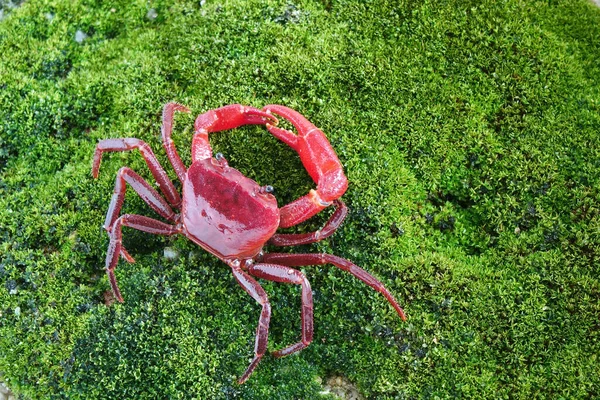 赤い土地のカニ Phricotelphusa Limula 世界で最も美しい淡水のカニの一つで タイのプーケット島だけに自生します 火の赤カニや滝カニとしても知られています 珍しい — ストック写真