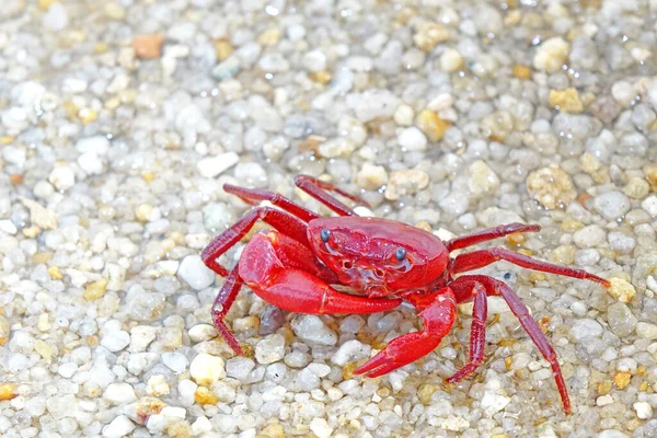 Red land crab (Phricotelphusa limula) One of world most beautiful fresh water crabs, native only in Phuket island, Thailand. Also known as Fire-Red crabs or waterfalls crab. Very rare