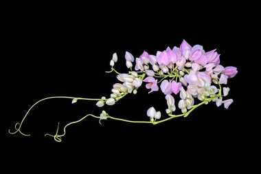Flowers : Pink Mexican Creeper (Antigonon leptopus) isolated on Black background