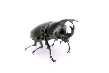 Beetles : Siamese rhinoceros beetle (Xylotrupes gideon) or fighting beetle. Isolated on white background.