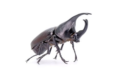 Beetles : Siamese rhinoceros beetle (Xylotrupes gideon) or fighting beetle. Isolated on white background.