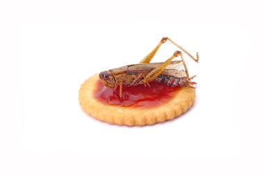 Biscuits topping with Crispy eatable insects : Grasshopper. Ideas for celebrate Halloween party. Edible insects, other natural sources of nutrients. Exotic food,fusion food. Entomophagy. Isolated clipart