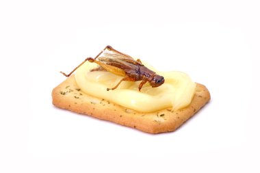 Biscuits topping with Crispy eatable insects : Grasshopper. Ideas for celebrate Halloween party. Edible insects, other natural sources of nutrients. Exotic food,fusion food. Entomophagy. Isolated