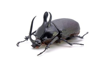 Rabbit ear beetle (Eupatorus Birmanicus) Horned Rhino Beetle with large rabbit ear horn protrusions, native in bamboo forest of northern Thailand and Myanmar. Rare insect. Isolated on white background