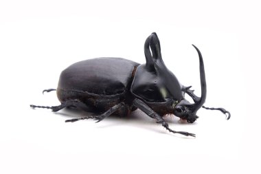 Rabbit ear beetle (Eupatorus Birmanicus) Horned Rhino Beetle with large rabbit ear horn protrusions, native in bamboo forest of northern Thailand and Myanmar. Rare insect. Isolated on white background