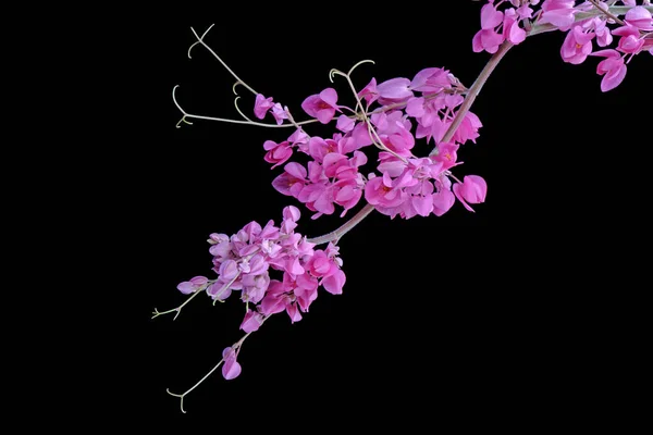 Flowers Pink Mexican Creeper Antigonon Leptopus Isolated Black Background — Photo