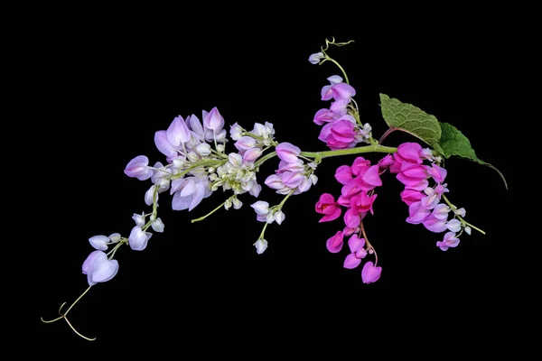 Flowers Pink Mexican Creeper Antigonon Leptopus Isolated Black Background — Photo