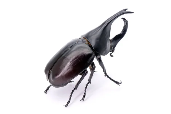 Beetles Siamese Rhinoceros Beetle Xylotrupes Gideon Fighting Beetle Isolated White — Photo