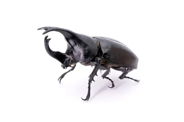 ビートル Beetles Siamese Roc輪甲虫 Xylotrupes Gideon 白地に隔離された — ストック写真