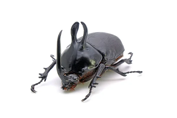 Escarabajo Oreja Conejo Eupatorus Birmanicus Escarabajo Rinoceronte Con Grandes Protuberancias —  Fotos de Stock