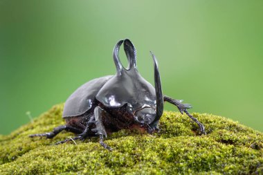Rabbit ears beetles (Eupatorus Birmanicus) Horned Rhino Beetle with large rabbit ears horn protrusions, native to bamboo forest of northern Thailand and Myanmar. Rare insect