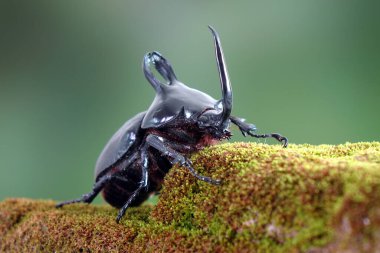 Rabbit ears beetles (Eupatorus Birmanicus) Horned Rhino Beetle with large rabbit ears horn protrusions, native to bamboo forest of northern Thailand and Myanmar. Rare insect