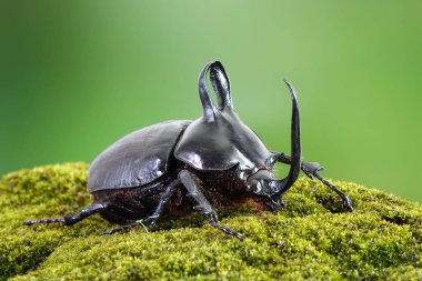 Rabbit ears beetles (Eupatorus Birmanicus) Horned Rhino Beetle with large rabbit ears horn protrusions, native to bamboo forest of northern Thailand and Myanmar. Rare insect