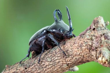 Rabbit ears beetles (Eupatorus Birmanicus) Horned Rhino Beetle with large rabbit ears horn protrusions, native to bamboo forest of northern Thailand and Myanmar. Rare insect