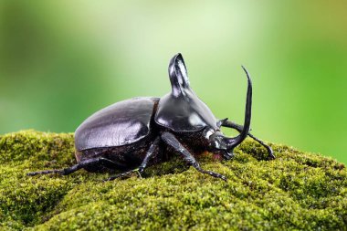 Rabbit ears beetles (Eupatorus Birmanicus) Horned Rhino Beetle with large rabbit ears horn protrusions, native to bamboo forest of northern Thailand and Myanmar. Rare insect