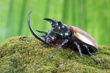 Unicorn beetle (Eupatorus graciliconis) also known as the Five-horned rhinoceros beetle, or Hercules beetles. Famous exotic pets form Thailand