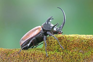Unicorn beetle (Eupatorus graciliconis) also known as the Five-horned rhinoceros beetle, or Hercules beetles. Famous exotic pets form Thailand