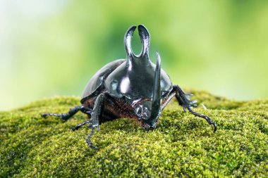 Rabbit ears beetles (Eupatorus Birmanicus) Horned Rhino Beetle with large rabbit ears horn protrusions, native to bamboo forest of northern Thailand and Myanmar. Rare insect
