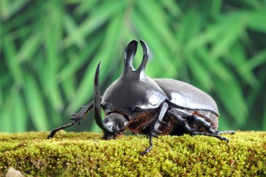 Rabbit ears beetles (Eupatorus Birmanicus) Horned Rhino Beetle with large rabbit ears horn protrusions, native to bamboo forest of northern Thailand and Myanmar. Rare beetle