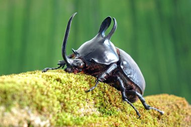 Rabbit ears beetles (Eupatorus Birmanicus) Horned Rhino Beetle with large rabbit ears horn protrusions, native to bamboo forest of northern Thailand and Myanmar. Rare beetle