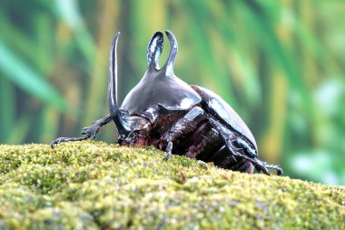 Rabbit ears beetles (Eupatorus Birmanicus) Horned Rhino Beetle with large rabbit ears horn protrusions, native to bamboo forest of northern Thailand and Myanmar. Rare insect
