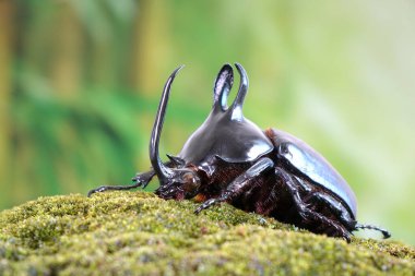 Rabbit ears beetles (Eupatorus Birmanicus) Horned Rhino Beetle with large rabbit ears horn protrusions, native to bamboo forest of northern Thailand and Myanmar. Rare insect