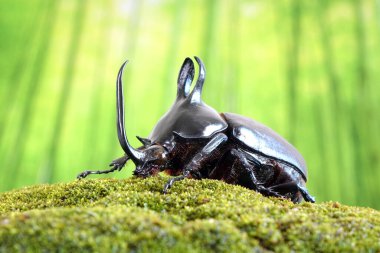 Rabbit ears beetles (Eupatorus Birmanicus) Horned Rhino Beetle with large rabbit ears horn protrusions, native to bamboo forest of northern Thailand and Myanmar. Rare insect