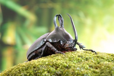 Rabbit ears beetles (Eupatorus Birmanicus) Horned Rhino Beetle with large rabbit ears horn protrusions, native to bamboo forest of northern Thailand and Myanmar. Rare insect