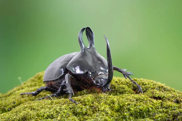 Escarabajos Orejas Conejo Eupatorus Birmanicus Escarabajo Rinoceronte Con Grandes Protuberancias — Foto de Stock
