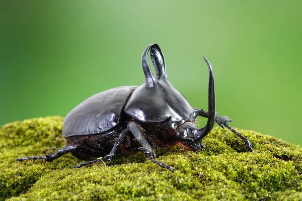 Hasenohren Käfer Eupatorus Birmanicus Gehörnter Nashornkäfer Mit Großen Hörnervorwänden Beheimatet — Stockfoto