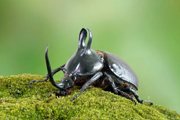 Rabbit ears beetles (Eupatorus Birmanicus) Horned Rhino Beetle with large rabbit ears horn protrusions, native to bamboo forest of northern Thailand and Myanmar. Rare insect