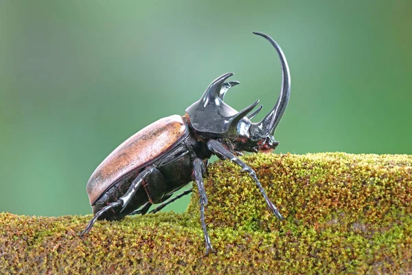 Unicorn Beetle Eupatorus Graciliconis Also Known Five Horned Rhinoceros Beetle — Photo
