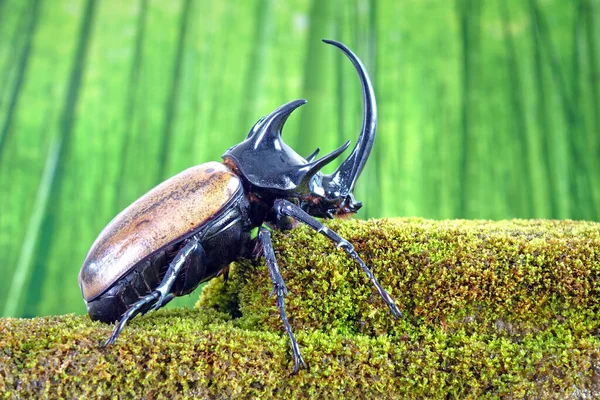 Unicorn Beetle Eupatorus Graciliconis Also Known Five Horned Rhinoceros Beetle — Stock Photo, Image