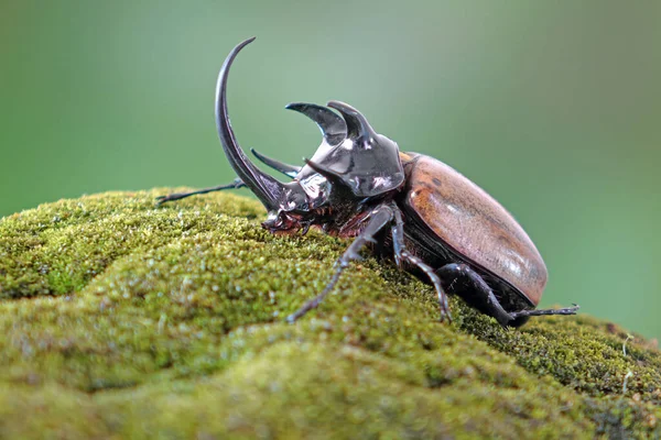 Unicorn Beetle Eupatorus Graciliconis Also Known Five Horned Rhinoceros Beetle — Fotografia de Stock