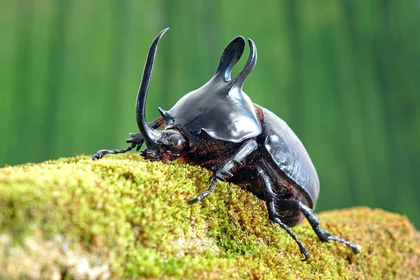 兔子耳朵甲虫 Eupatorus Birmanicus 角形犀牛 原产于泰国北部和缅甸的竹林 稀有甲虫 — 图库照片