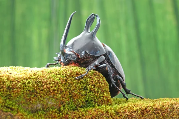 Rabbit Ears Beetles Eupatorus Birmanicus Horned Rhino Beetle Large Rabbit — Stock Photo, Image