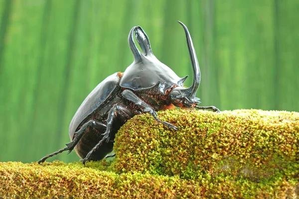 兔子耳朵甲虫 Eupatorus Birmanicus 角形犀牛 原产于泰国北部和缅甸的竹林 稀有甲虫 — 图库照片