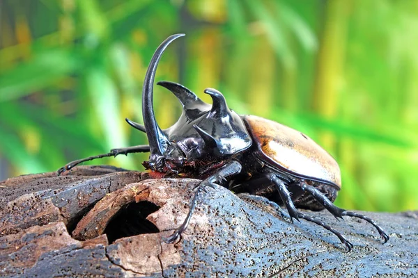 Unicorn Beetle Eupatorus Graciliconis Also Known Five Horned Rhinoceros Beetle — Stock Photo, Image