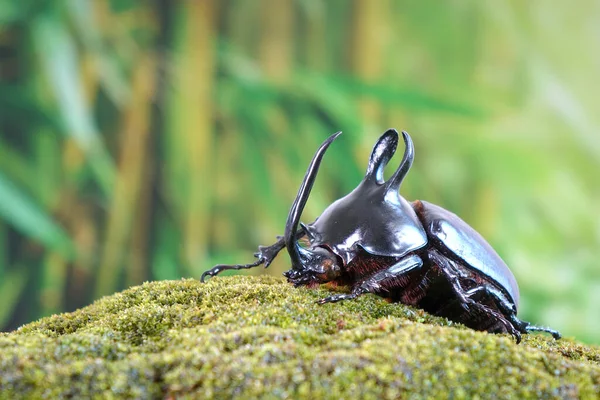 Escarabajos Orejas Conejo Eupatorus Birmanicus Escarabajo Rinoceronte Con Grandes Protuberancias — Foto de Stock