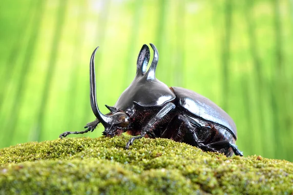 Rabbit Ears Beetles Eupatorus Birmanicus Horned Rhino Beetle Large Rabbit — Stok fotoğraf