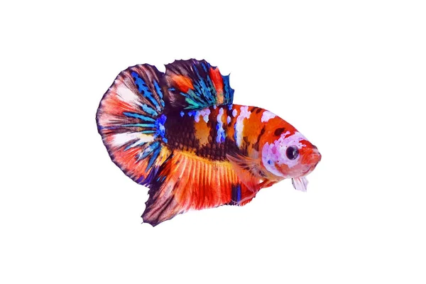 Боротьба Рибою Або Рибою Бетта Multicolor Fancy Betta Fish Koi — стокове фото