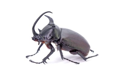 Beetle : Siamese five-horned beetle (Eupatorus siamensis), an endemic species of  rhinoceros beetles in Northeast (Isan) Thailand. Isolated on white background